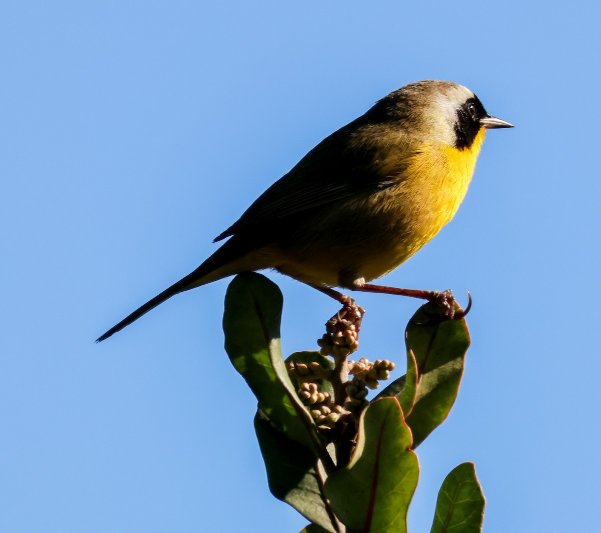 Common Yellowthroat - ML646500734