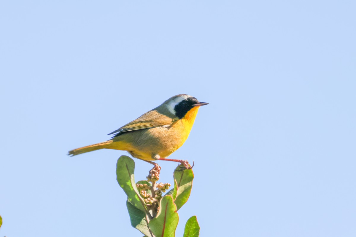 Common Yellowthroat - ML646500735