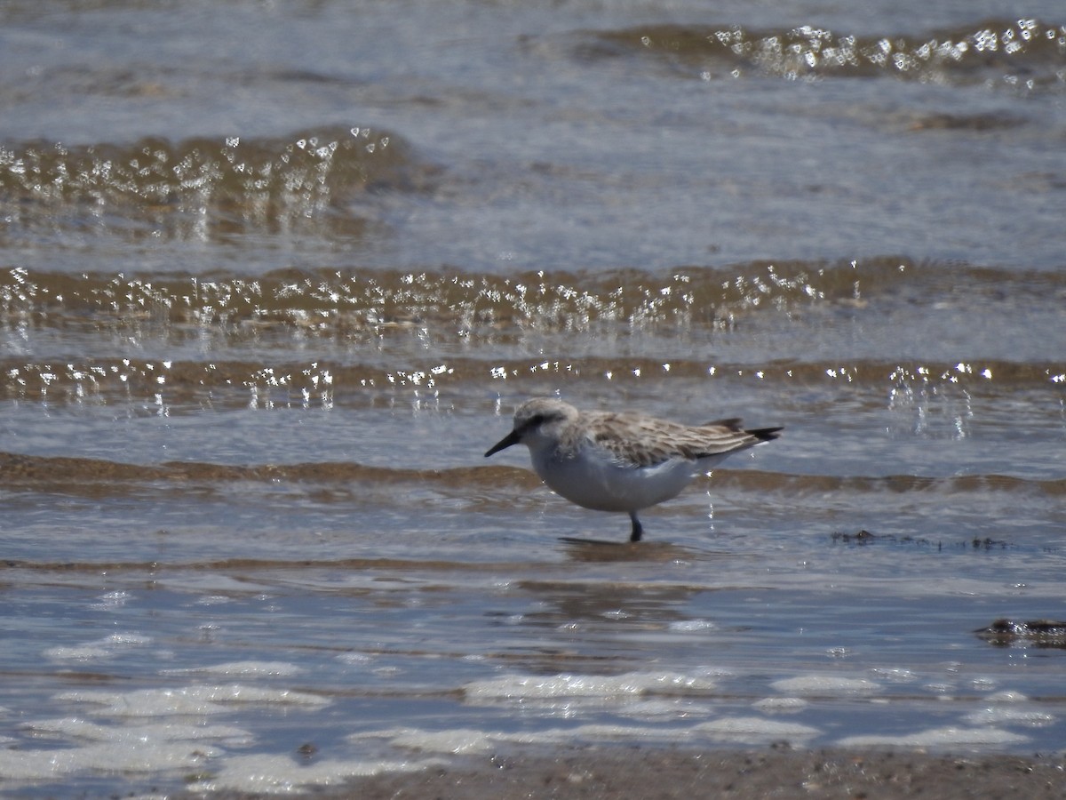 Correlimos Cuellirrojo - ML646500736