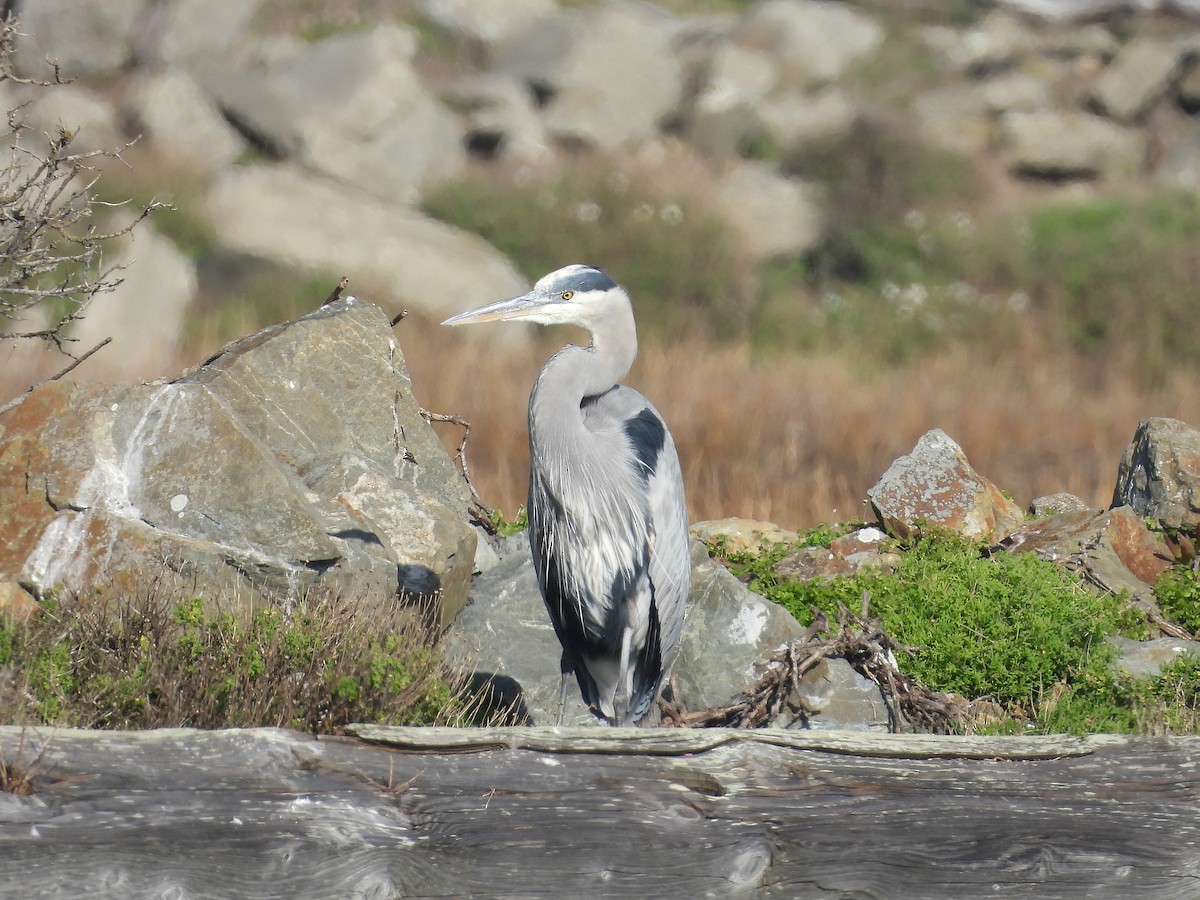 Great Blue Heron - ML646500738