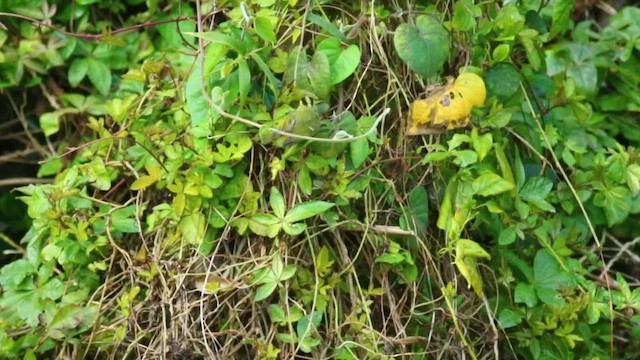 Sulphur-breasted Warbler - ML646500739