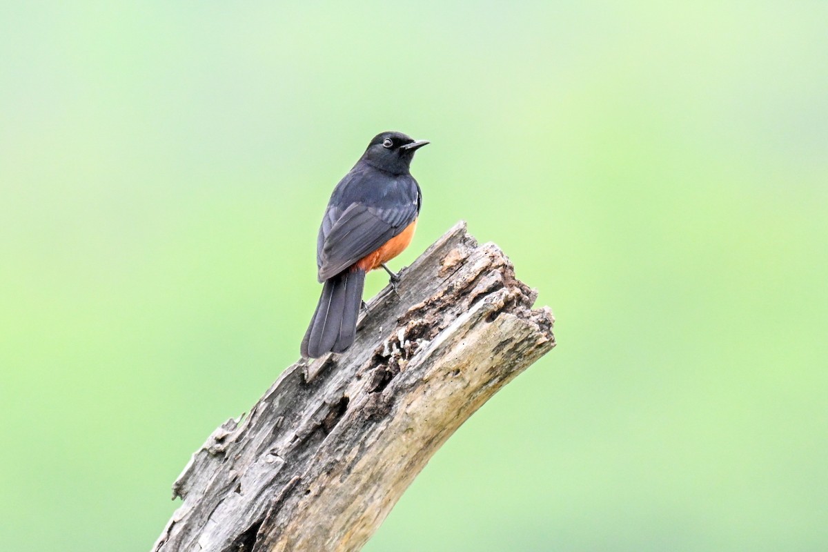 Roquero Imitador - ML646500740