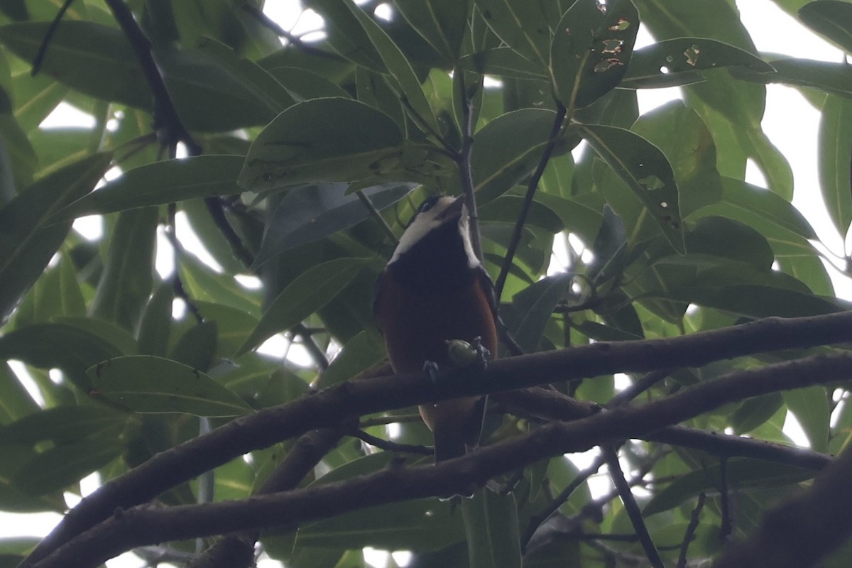 Carbonero Ventricastaño - ML646500741