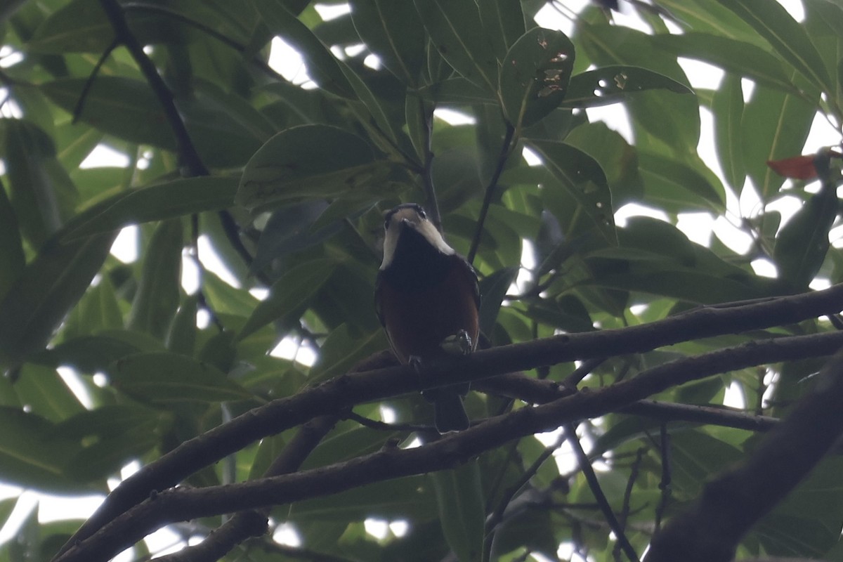 Carbonero Ventricastaño - ML646500742