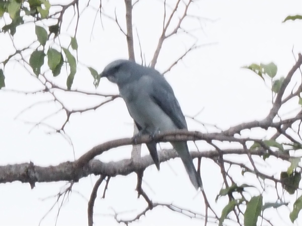 Oruguero de Java - ML646500743