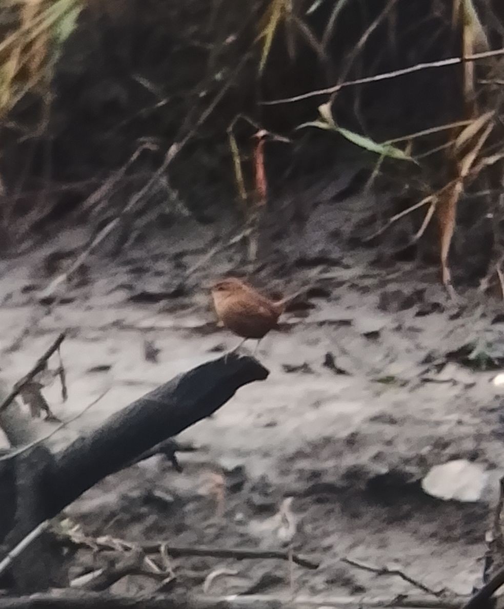 Chochín Paleártico - ML646500744