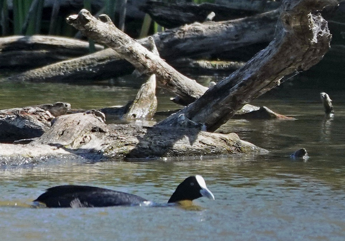 Focha Común - ML646500745