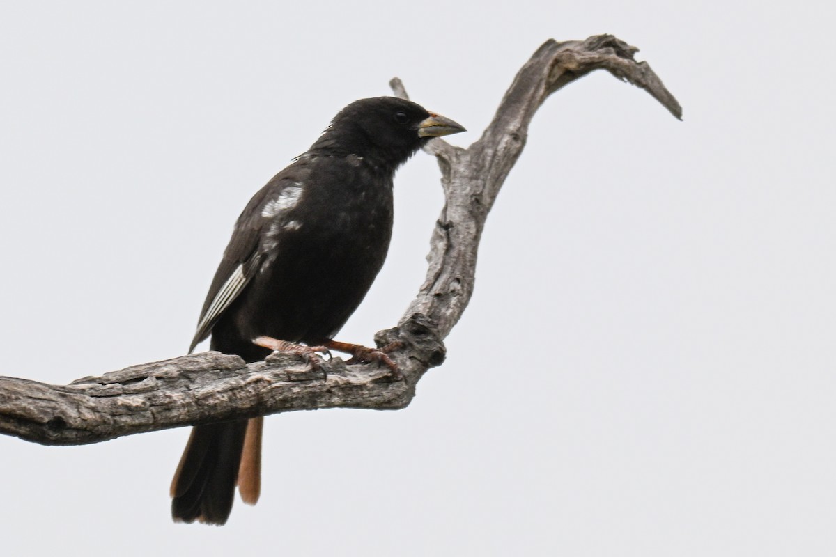 Bufalero Piquirrojo - ML646500747