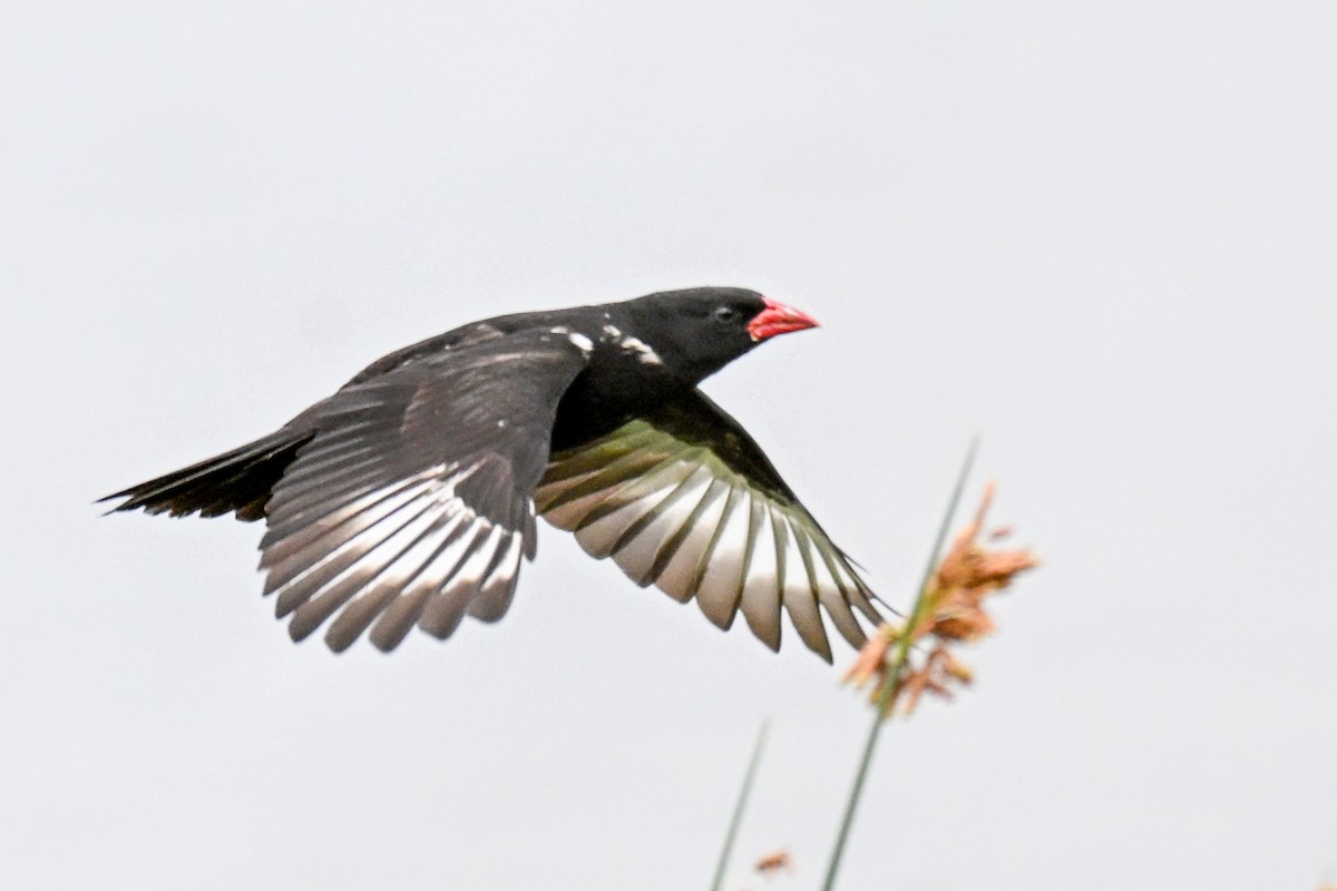 Bufalero Piquirrojo - ML646500748