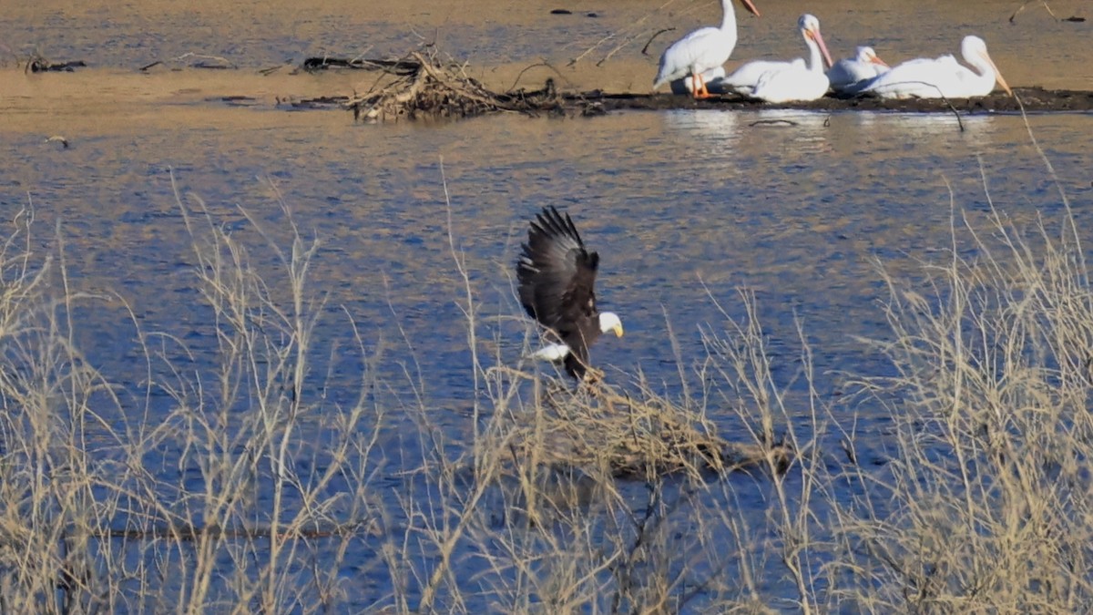 Pigargo Americano - ML646500749