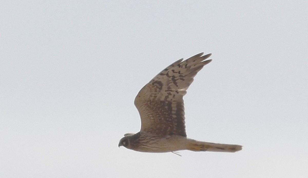 Aguilucho Papialbo - ML646500751