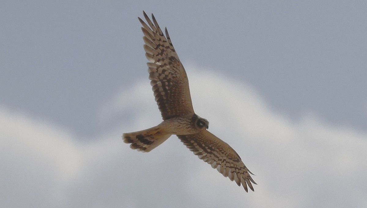 Aguilucho Papialbo - ML646500752