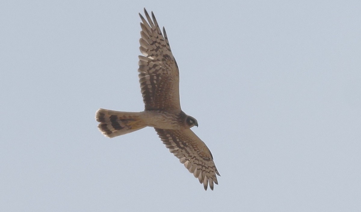 Aguilucho Papialbo - ML646500753