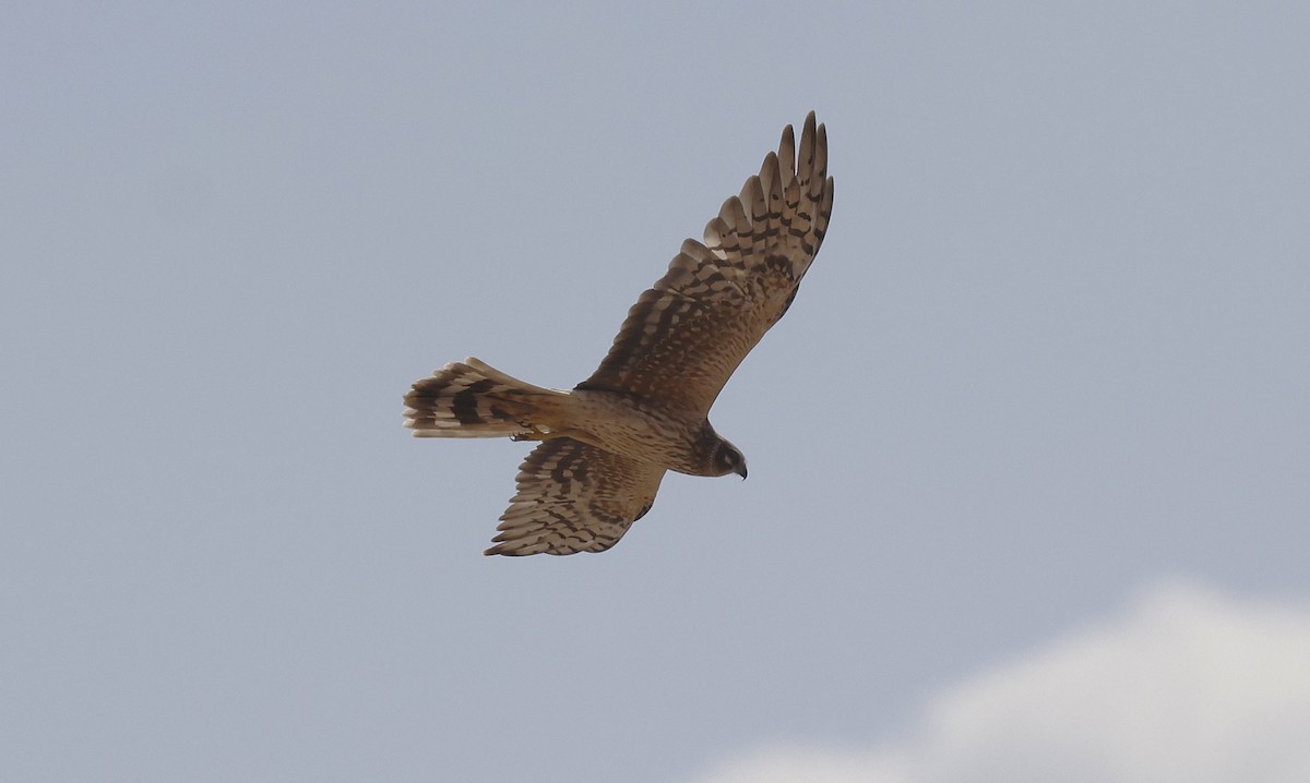 Aguilucho Papialbo - ML646500754