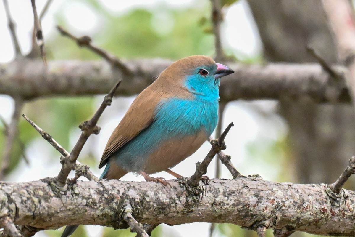 Azulito Angoleño - ML646500755