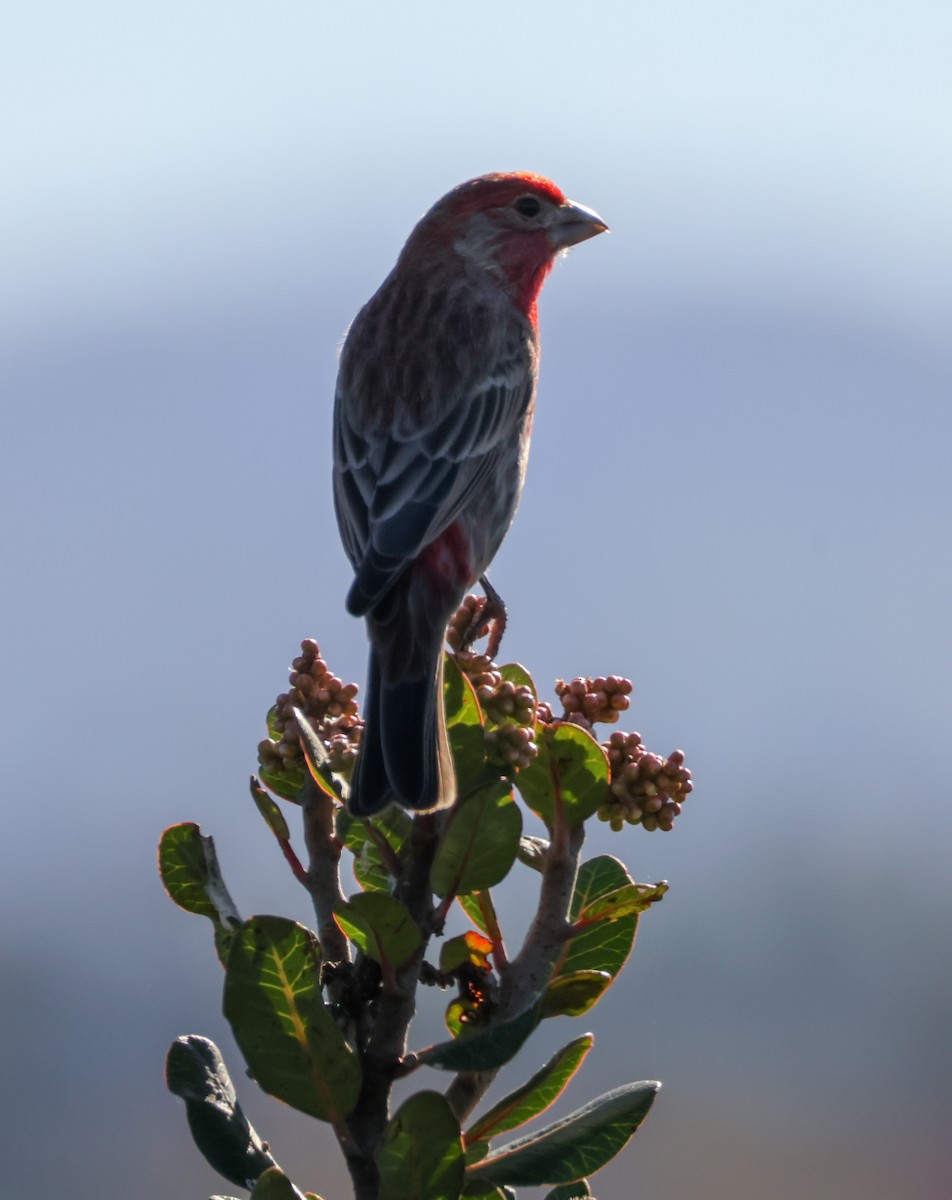 Camachuelo Mexicano - ML646500756