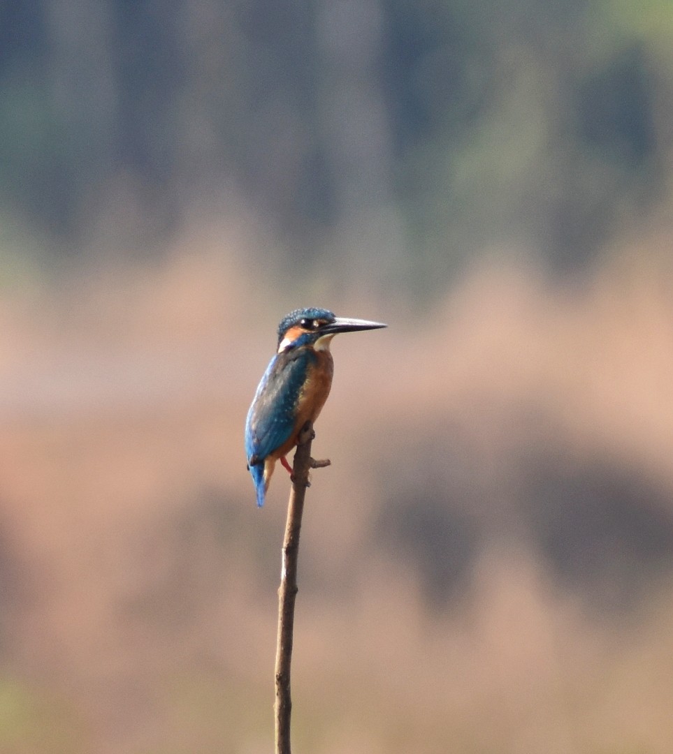 Martín Pescador Común - ML646500760