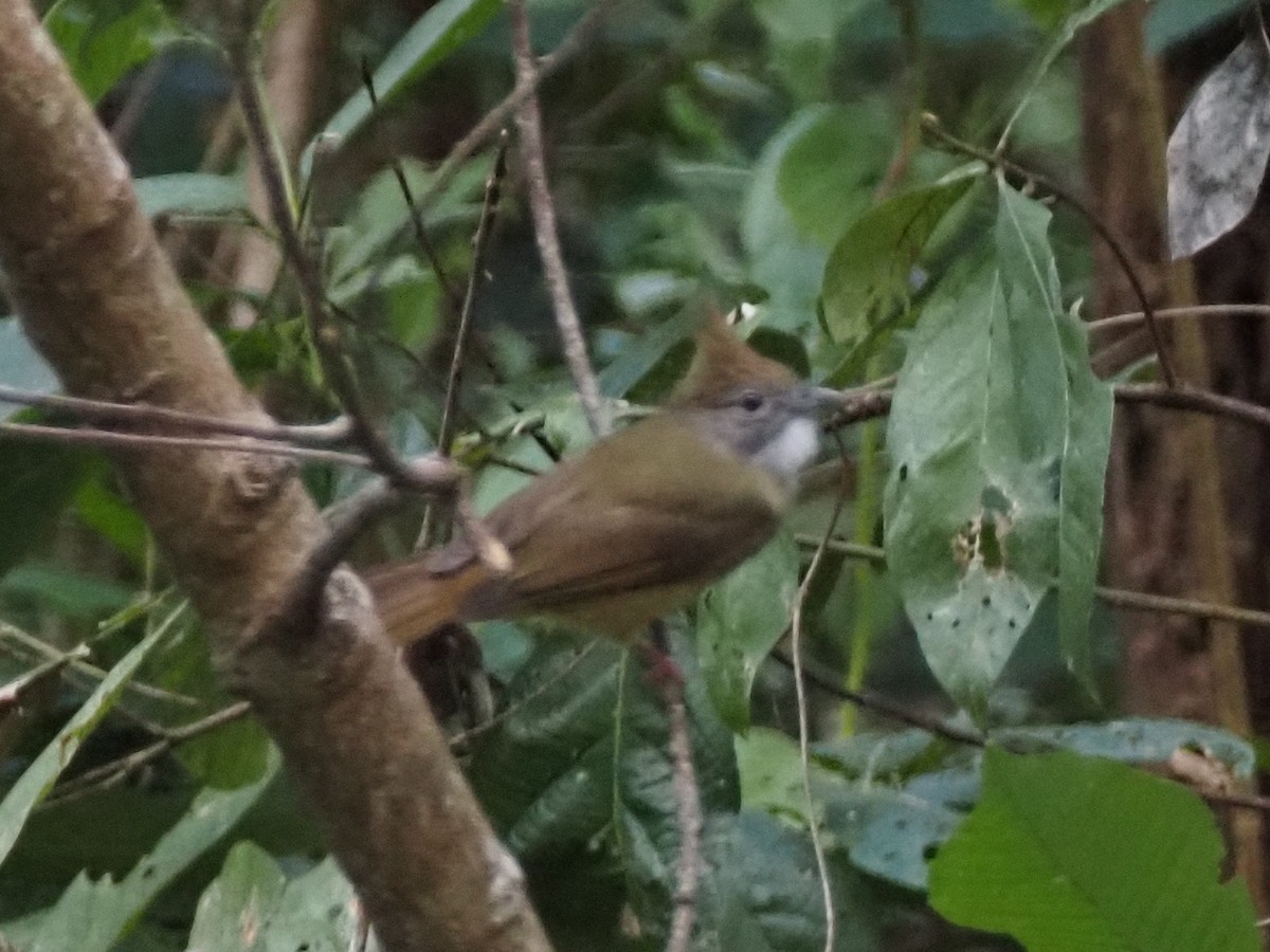 Bulbul Pálido - ML646500761