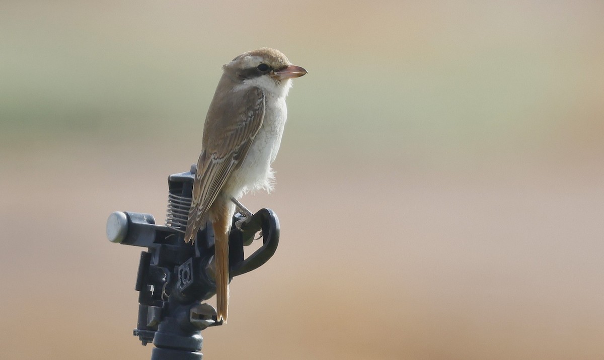 Alcaudón Colirrojo - ML646500762
