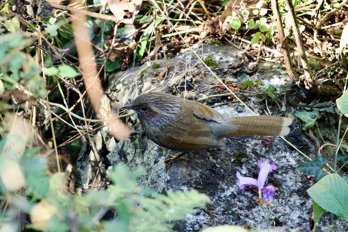 Charlatán Barrado - ML646500763