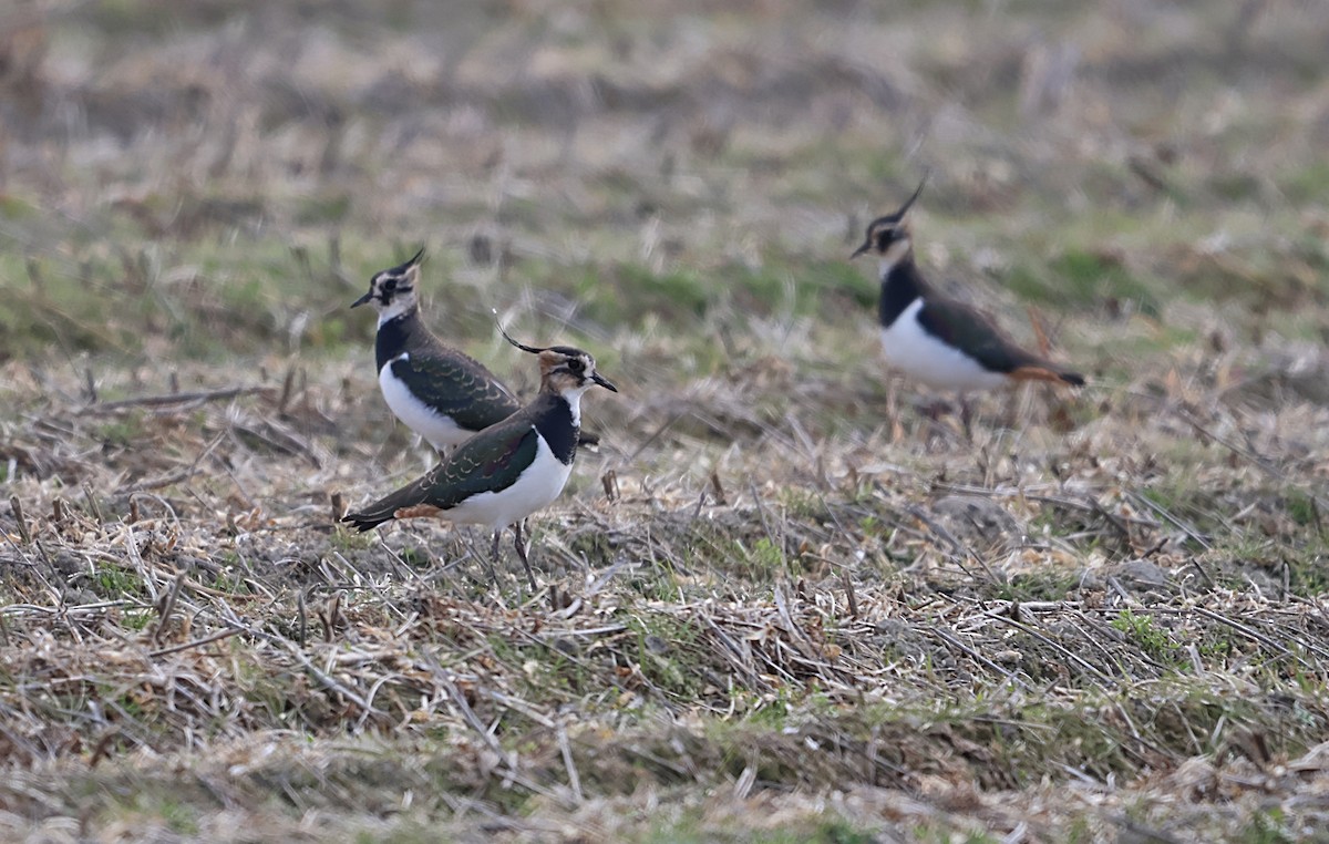 Avefría Europea - ML646500764