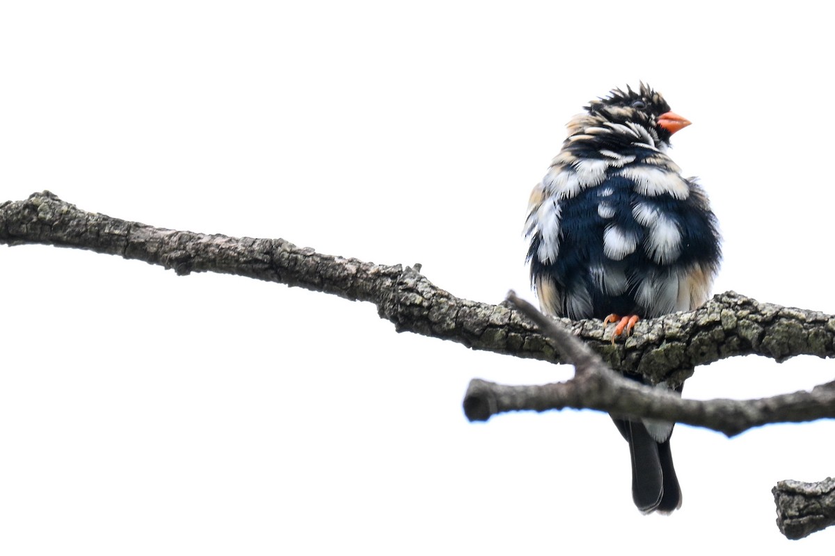 Viuda Colicinta - ML646500765