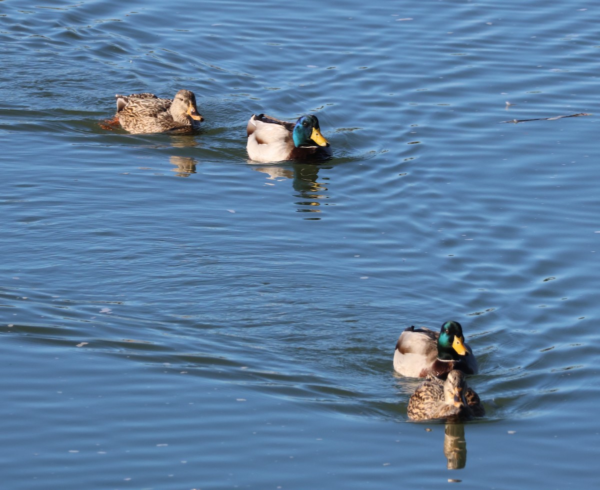 Ánade Azulón - ML646500767