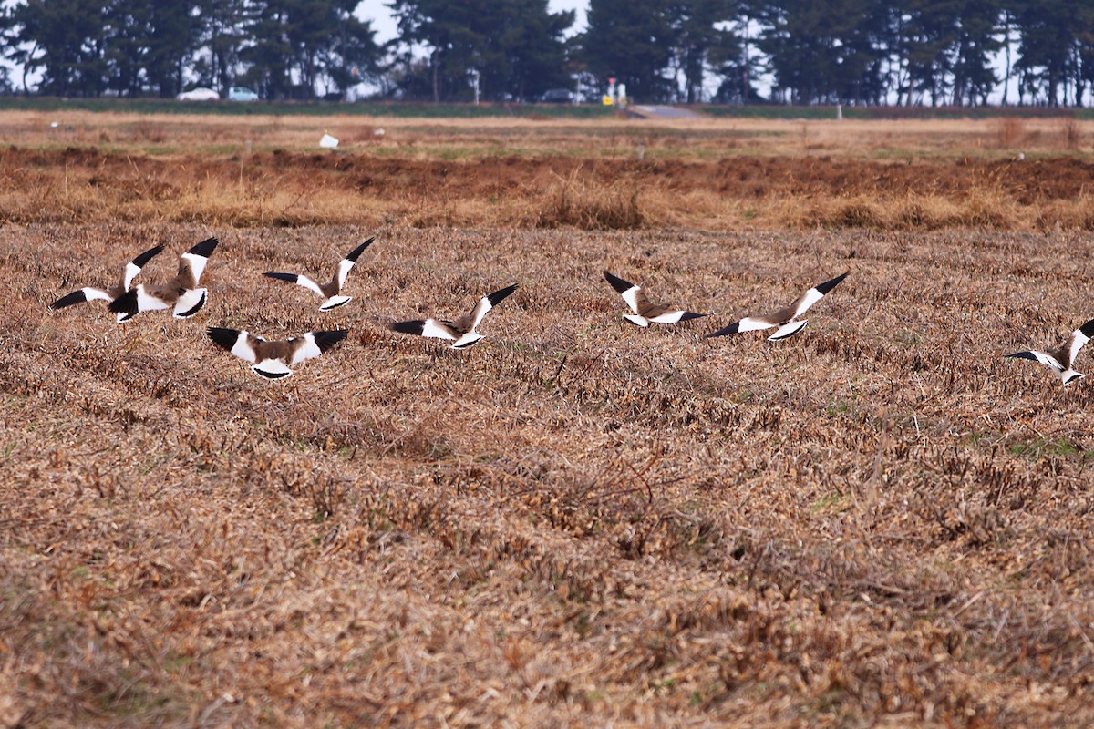 Gray-headed Lapwing - ML646500769
