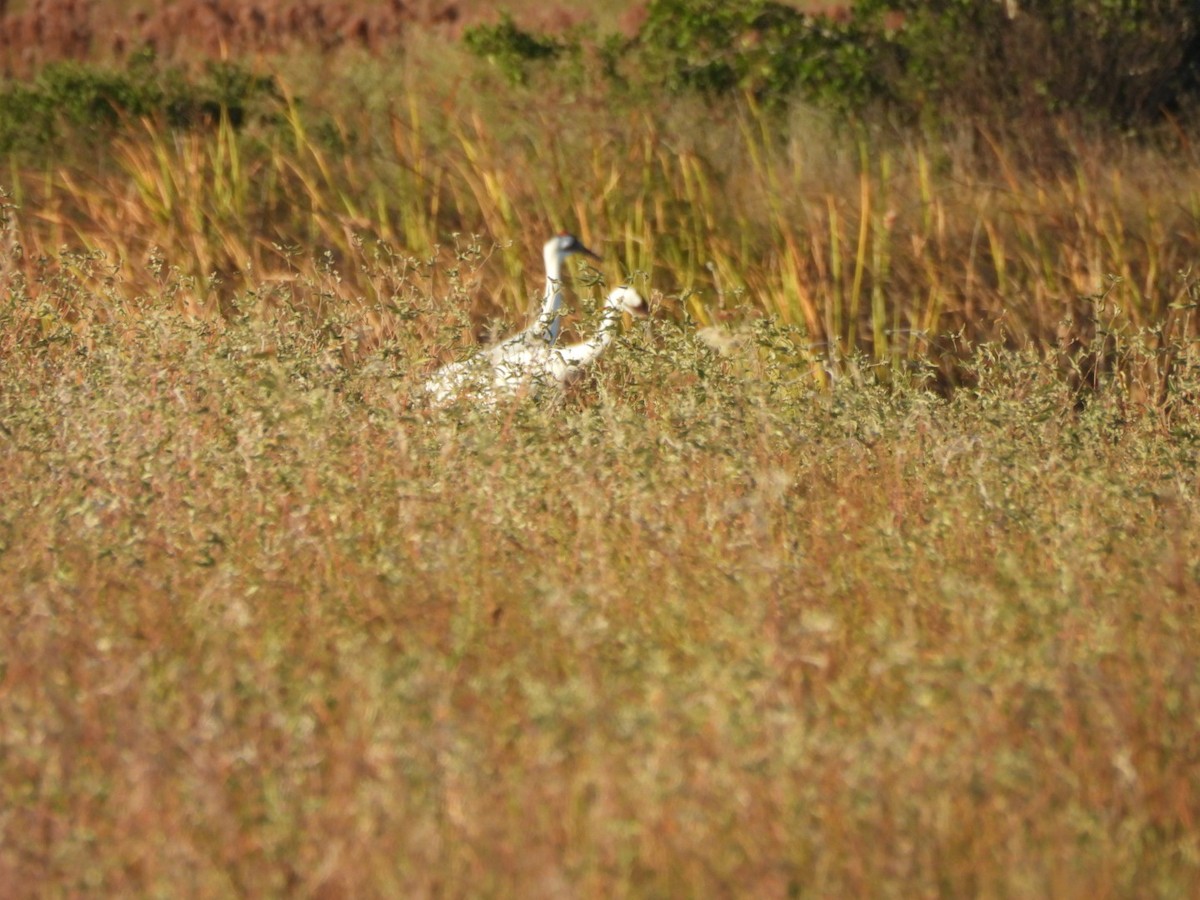 Grulla Trompetera - ML646500770
