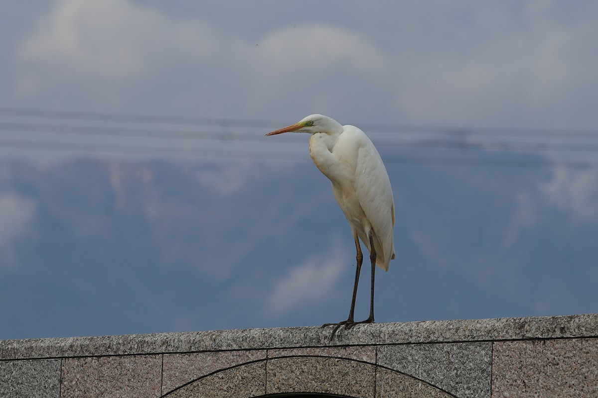 Great Egret - ML646500771