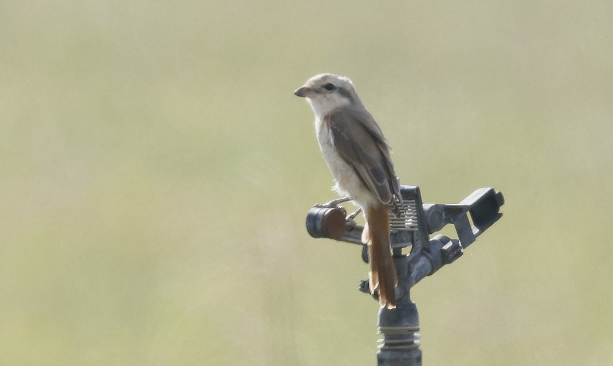 Isabellwürger - ML646500773