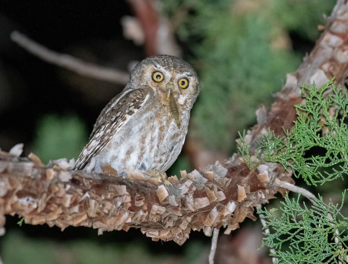 Elf Owl - ML646500776