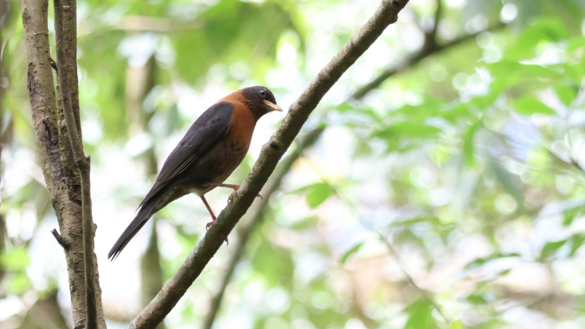 Rotnackendrossel - ML646500781