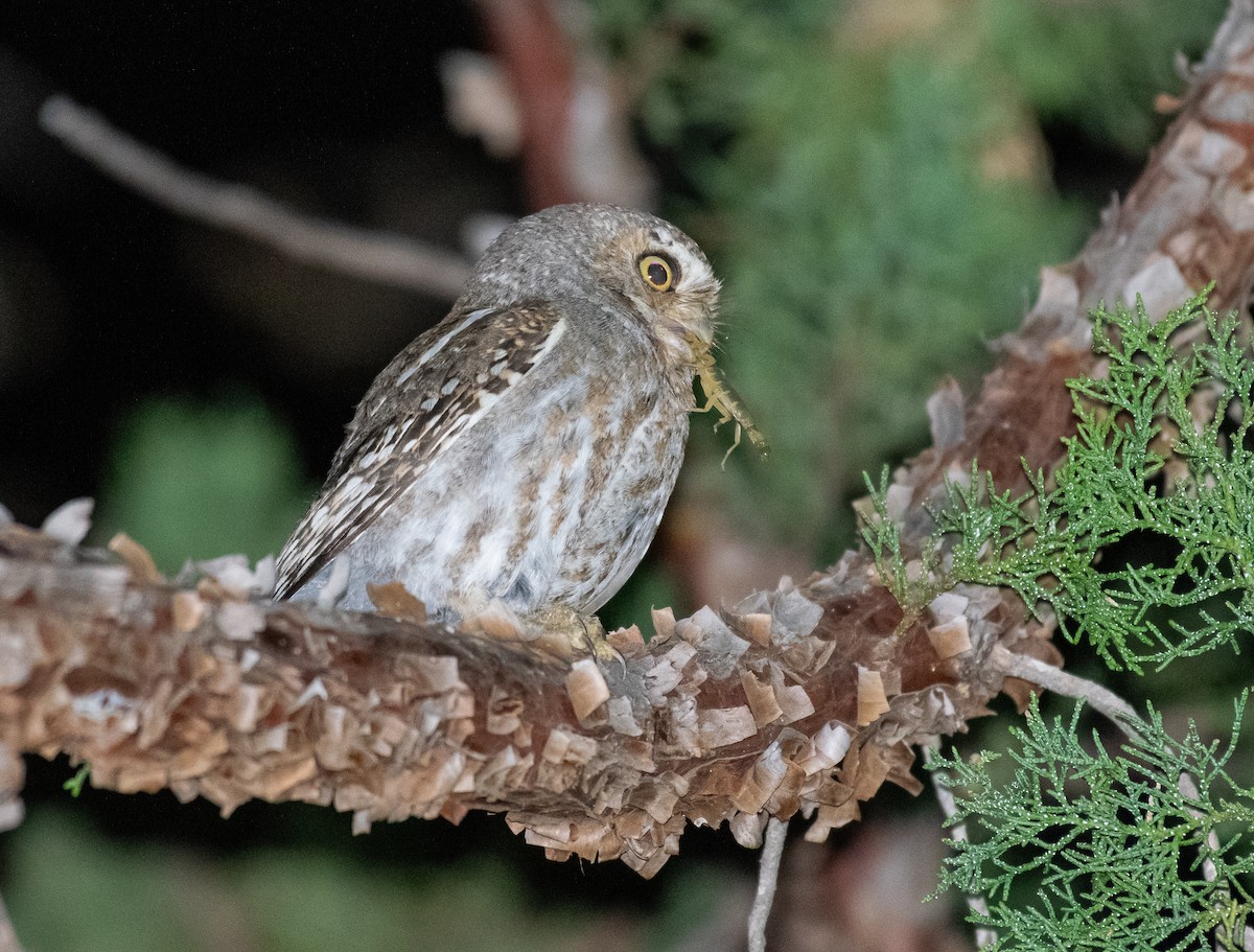 Elf Owl - ML646500782