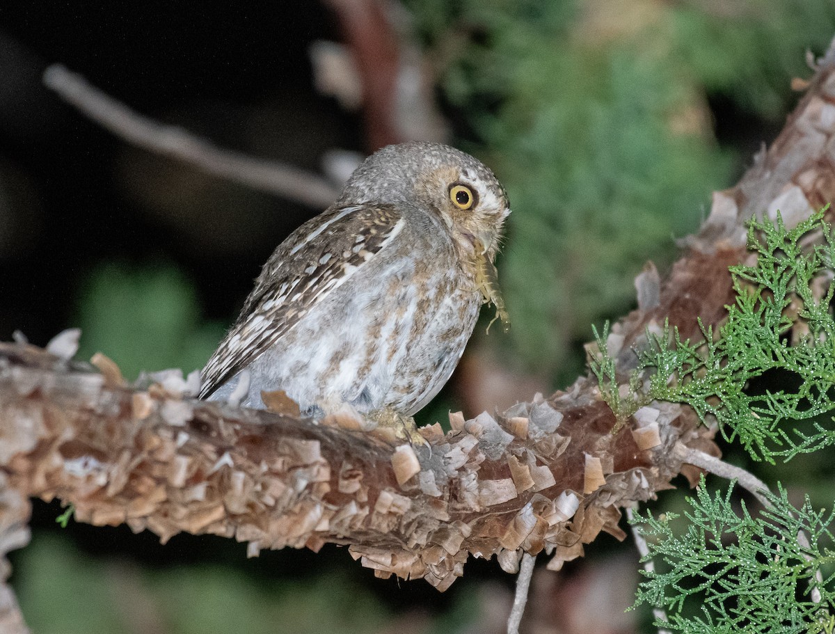 Elf Owl - ML646500785