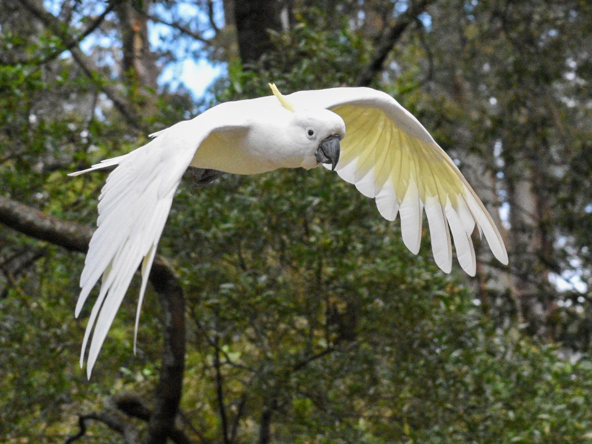 Sulphur-crested Cockatoo - ML646500787