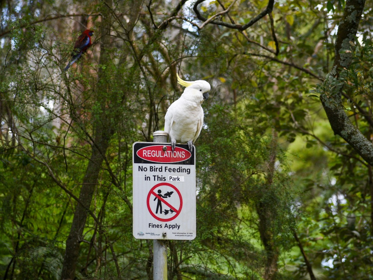 Sulphur-crested Cockatoo - ML646500788
