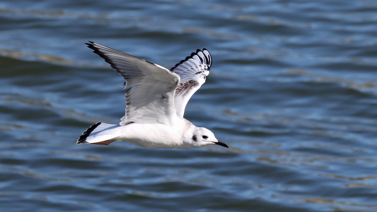 Bonaparte's Gull - ML646500792