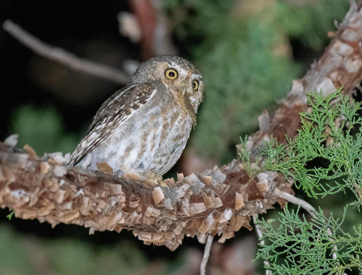 Elf Owl - ML646500793