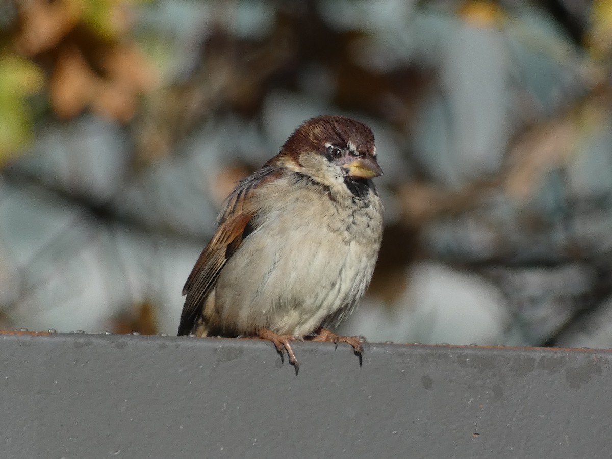 Gorrión Italiano - ML646500795