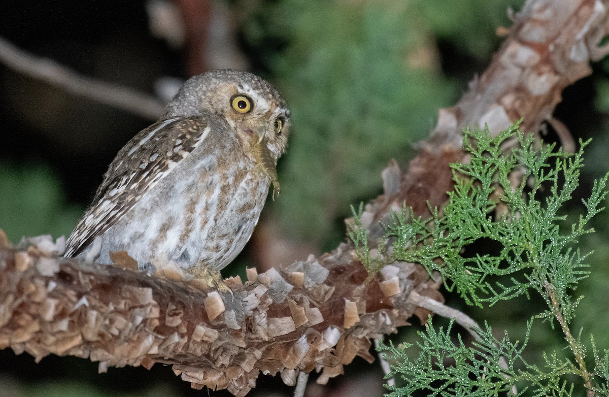 Elf Owl - ML646500800