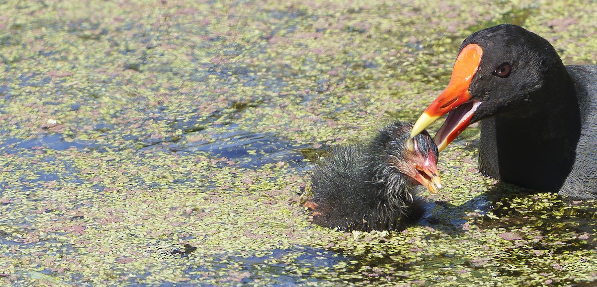 slípka tmavá - ML646500801