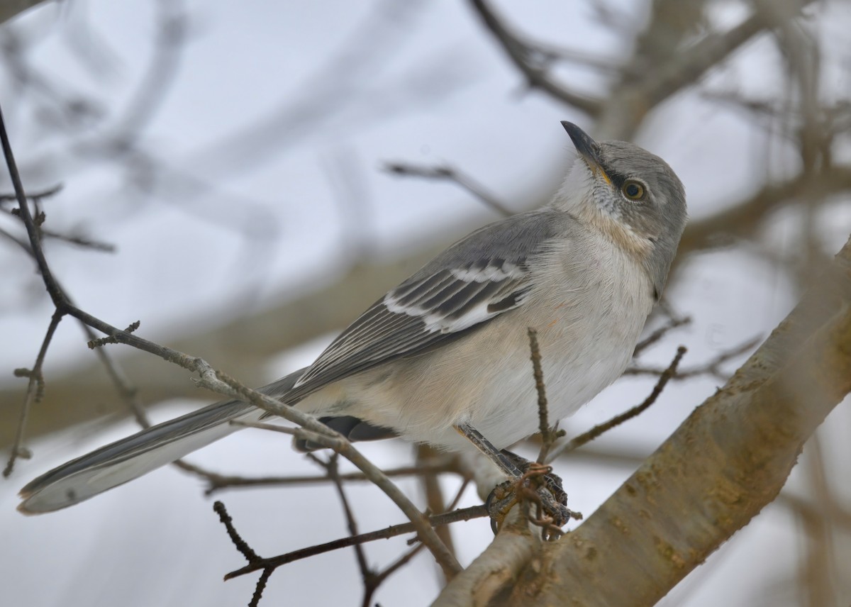 Northern Mockingbird - ML646500802