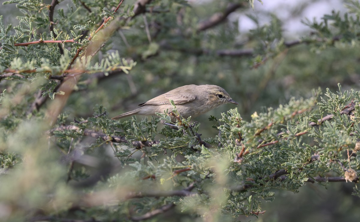 Plain Leaf Warbler - ML646500803