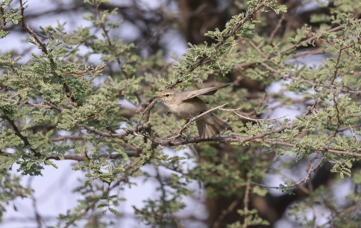 Plain Leaf Warbler - ML646500805