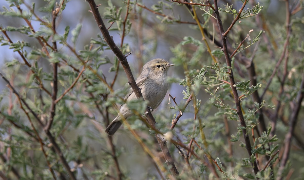 Plain Leaf Warbler - ML646500806