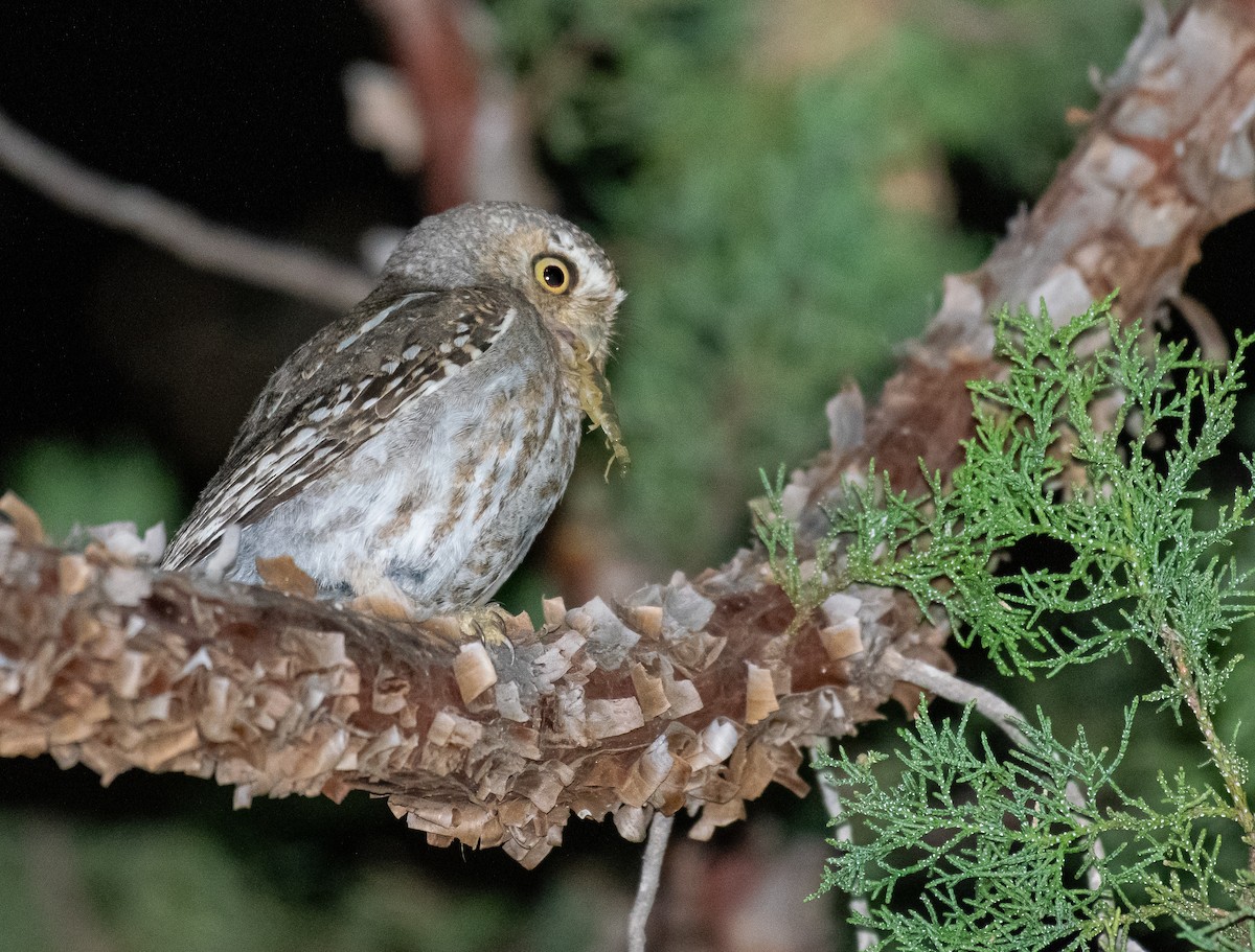 Elf Owl - ML646500807