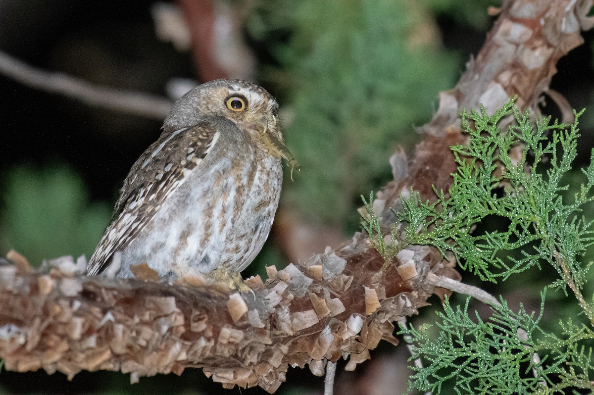 Elf Owl - ML646500811