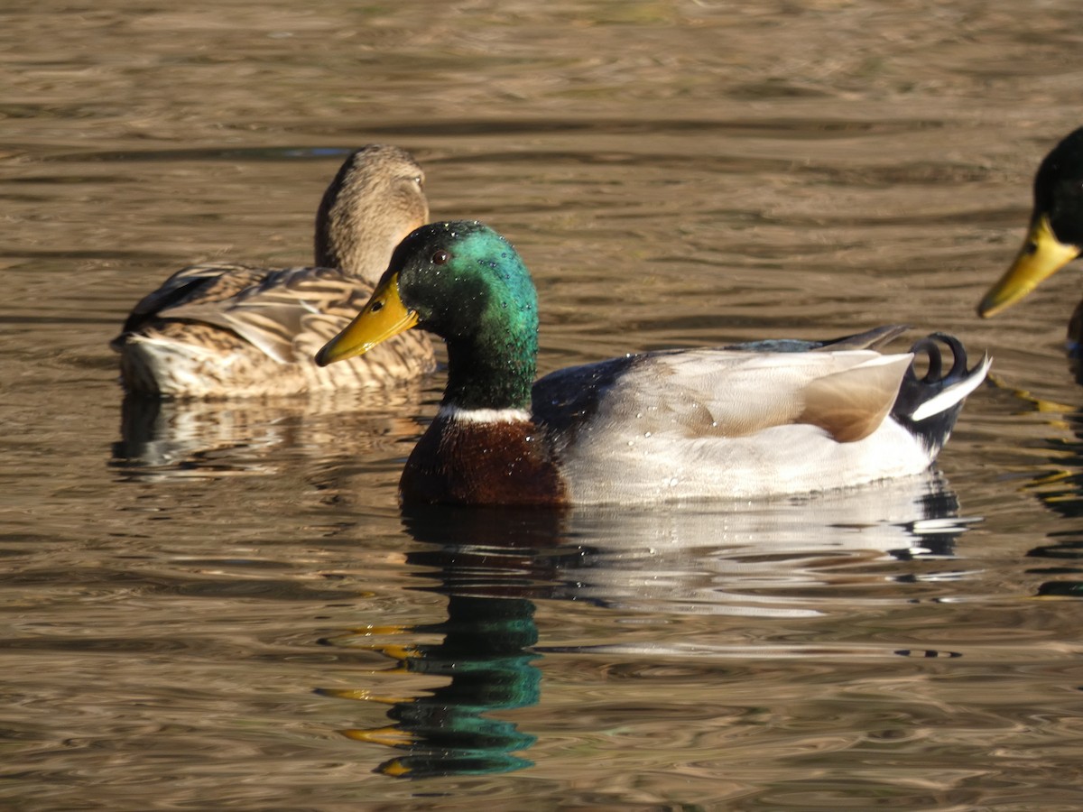 Mallard - ML646500812