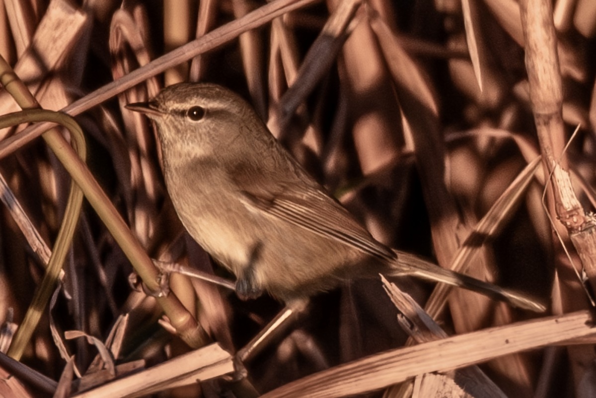 Japanese Bush Warbler - ML646500813